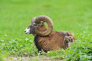 《艾尔登法环》韩国完成分级 被评为18禁